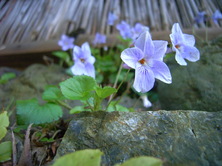 写真 036.jpg