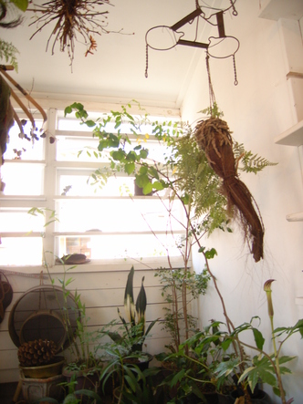 田中美穂植物 (22).jpg