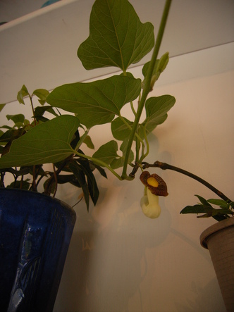 田中美穂植物 (23).jpg