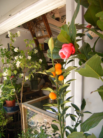 田中美穂植物 (45).jpg