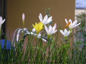 10.10sanpo 025.jpg