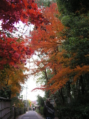11gatu kyoto 016.jpg