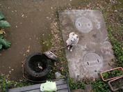 11gatu saitama 212.jpg