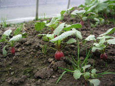 2010.1gatu 074.jpg