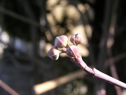 20100222 026.jpg