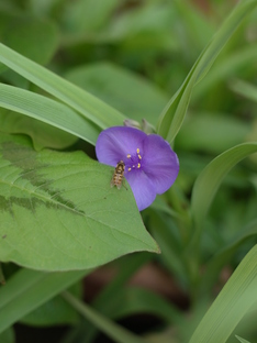 201105yashinoko2 056.jpg