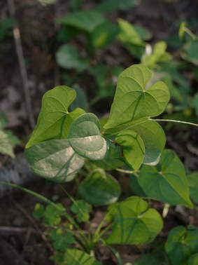 201108gatugenkei 141.jpg