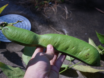 201110gatunatamame 027.jpg