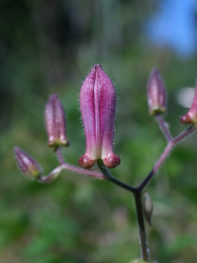 201110gatunatamame 034.jpg