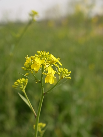 201204haru 058.jpg