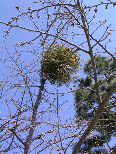 3gatutenjiuji 017.jpg