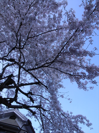 harusakura (10).jpg