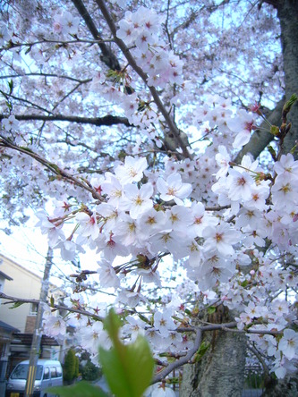harusakura (23).jpg