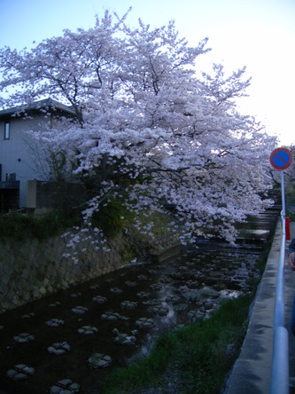 harusakura (26).jpg