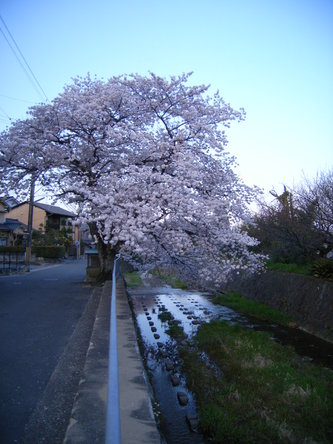 harusakura (28).jpg
