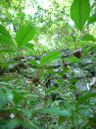 kouzannji (14).jpg