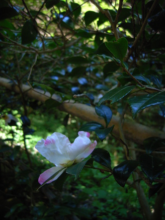 kurama (19).jpg