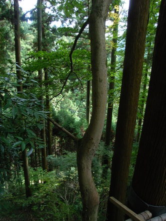 kurama (31).jpg
