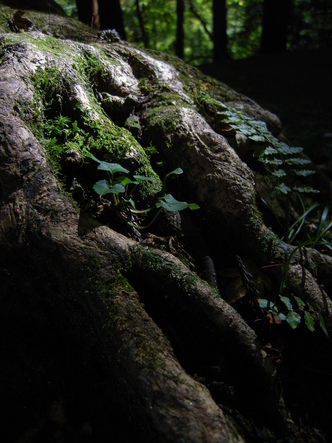 kurama (38).jpg
