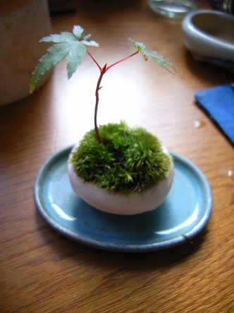 mamebon (5).jpg