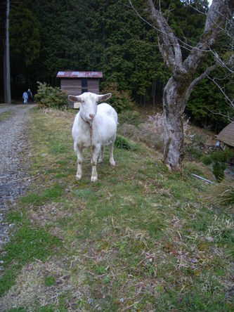 miyama (65).jpg