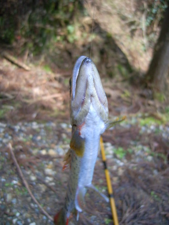 miyama (74).jpg