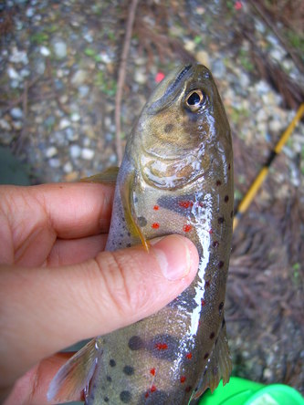miyama (76).jpg