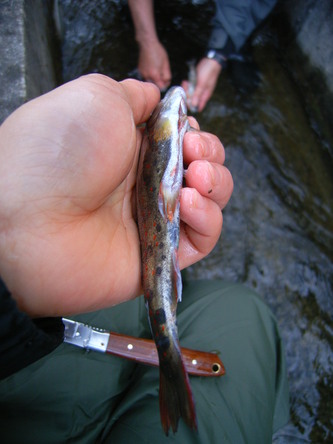 miyama (89).jpg