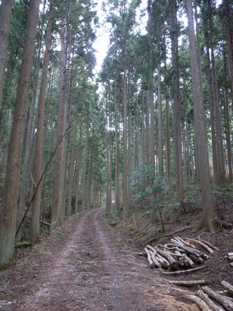 miyama2 (30).jpg