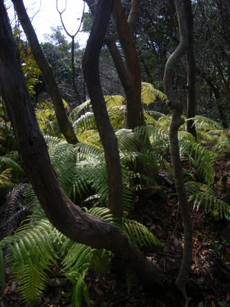 morinoki (19).jpg
