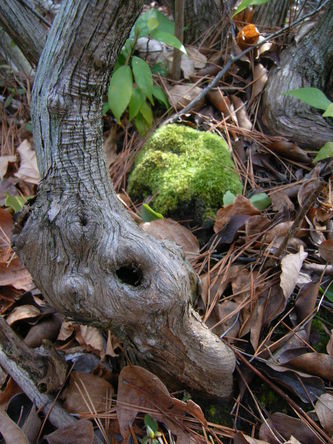 morinoki (39).jpg