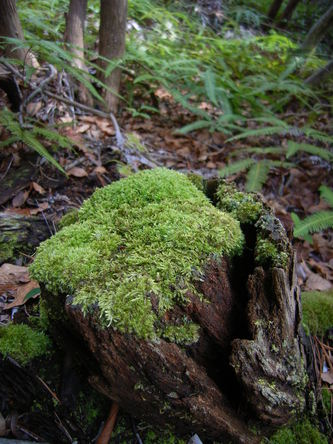 morinoki (43).jpg