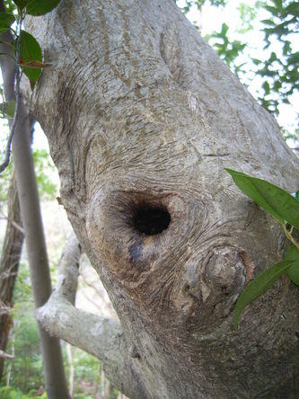 morinoki (46).jpg