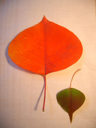 ochiba (14).jpg