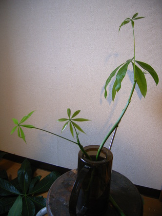 pakira (6).jpg