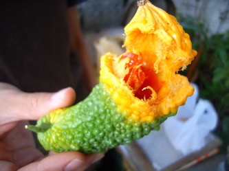 shokochin (15).jpg