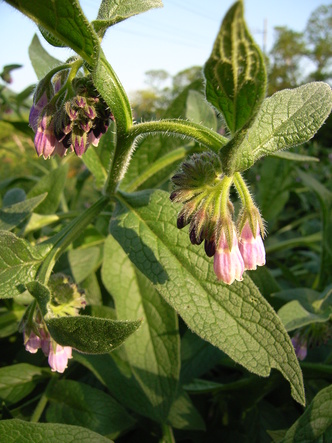 ナガトロ (17).jpg