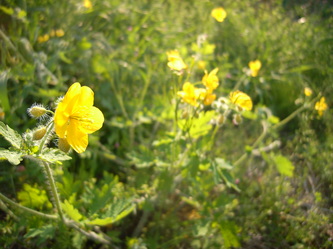 ナガトロ (21).jpg