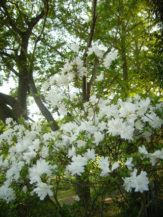 ナガトロ (35).jpg