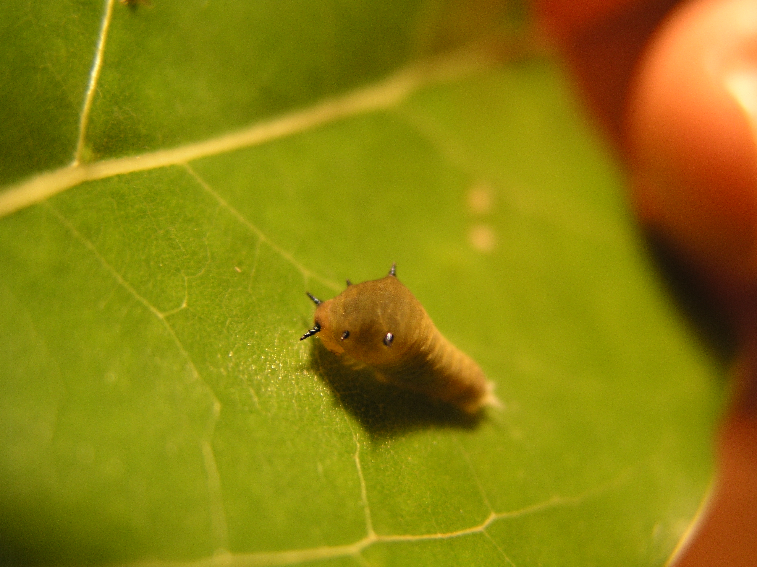 201005gatu2 001x (8).jpg