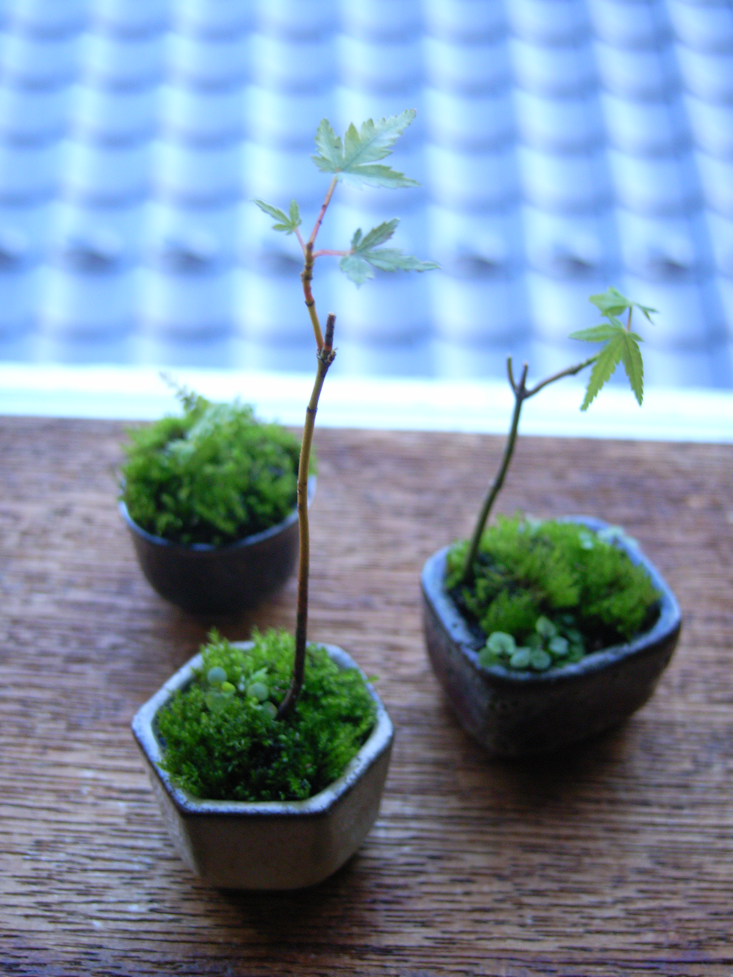 bonsai (12).jpgのサムネール画像