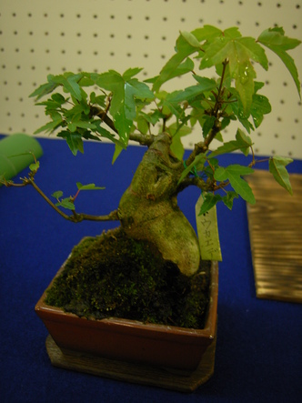 bonsaiten (28).jpg