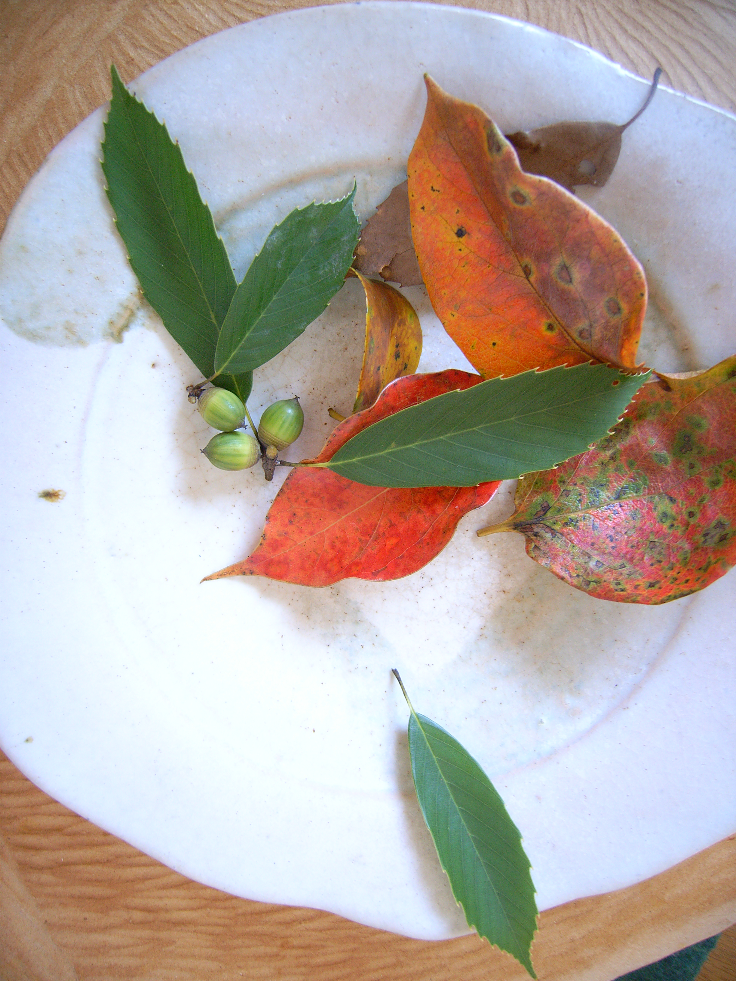 chiisaiaki (2).jpgのサムネール画像