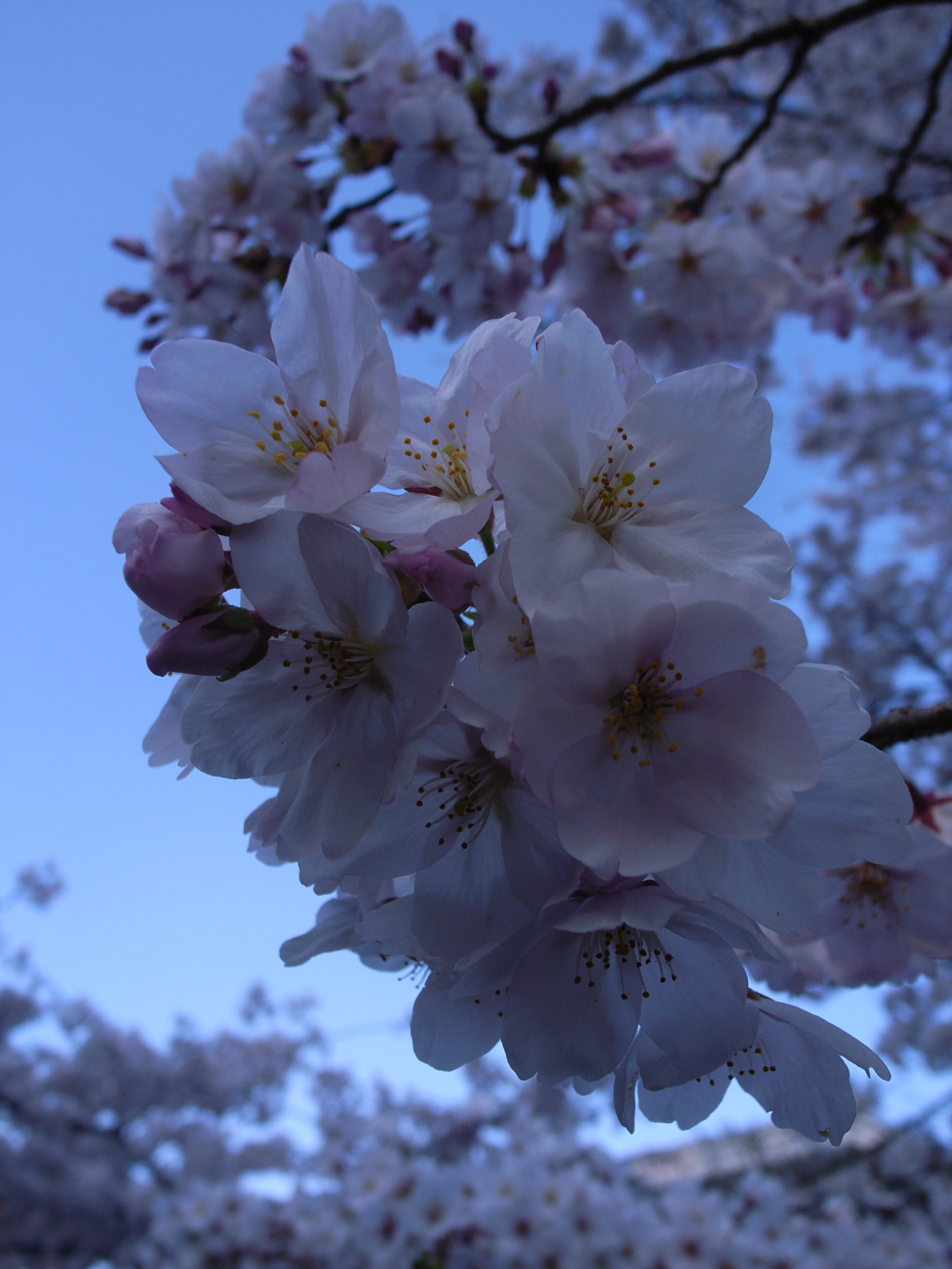 harusakura (13).jpgのサムネール画像