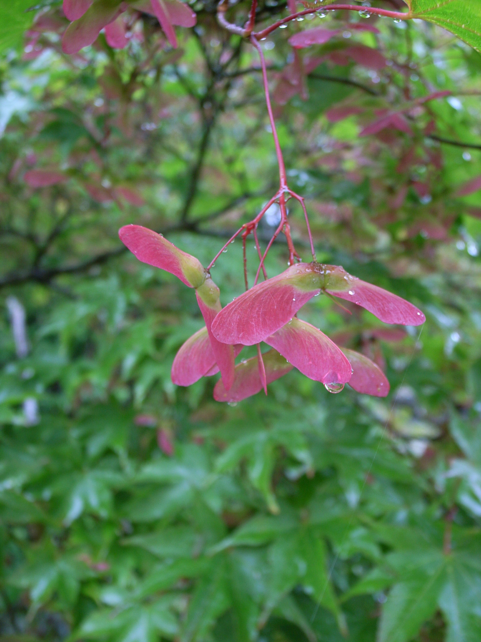 koke (21).jpgのサムネール画像