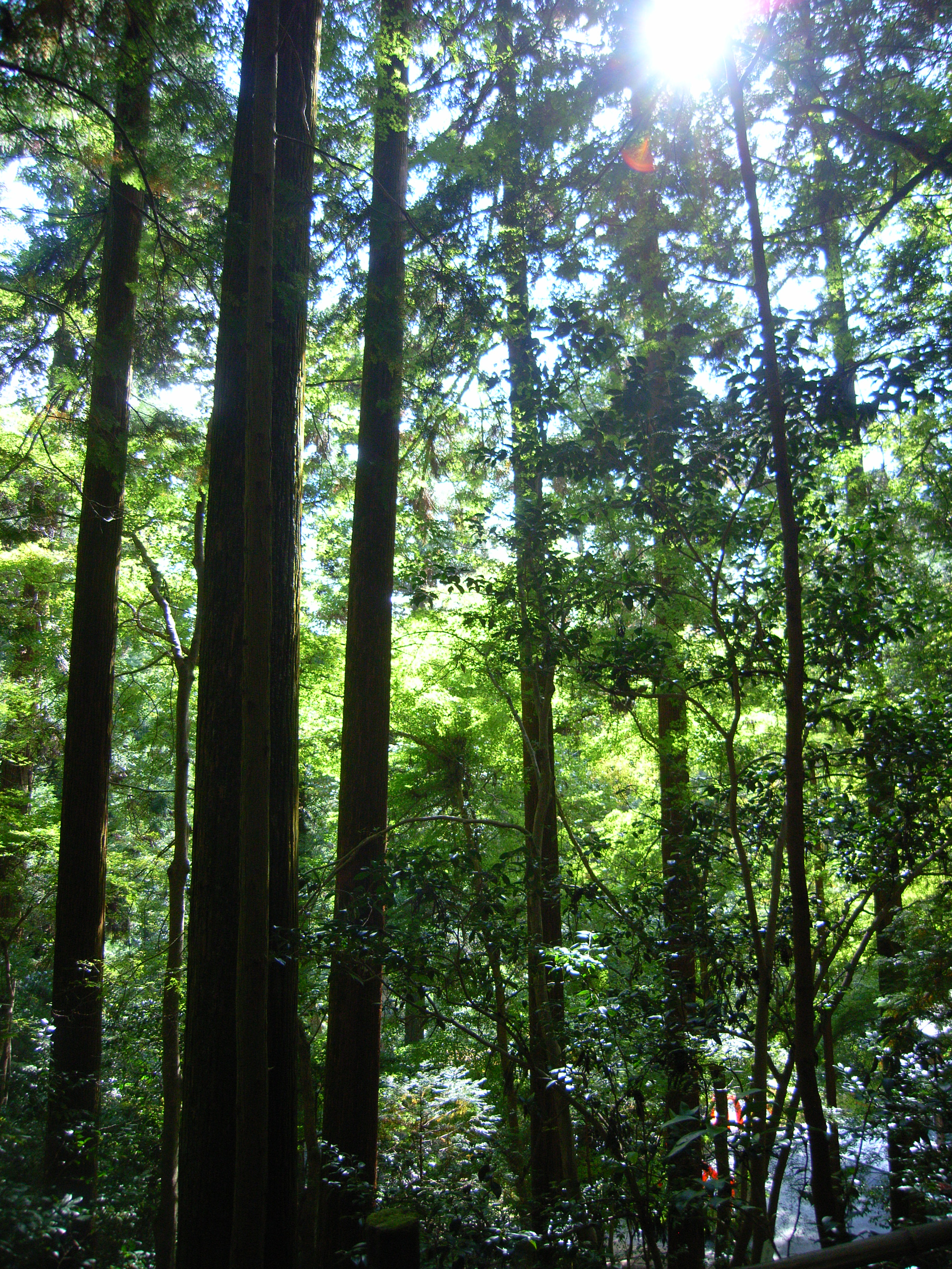 kurama (17).jpgのサムネール画像