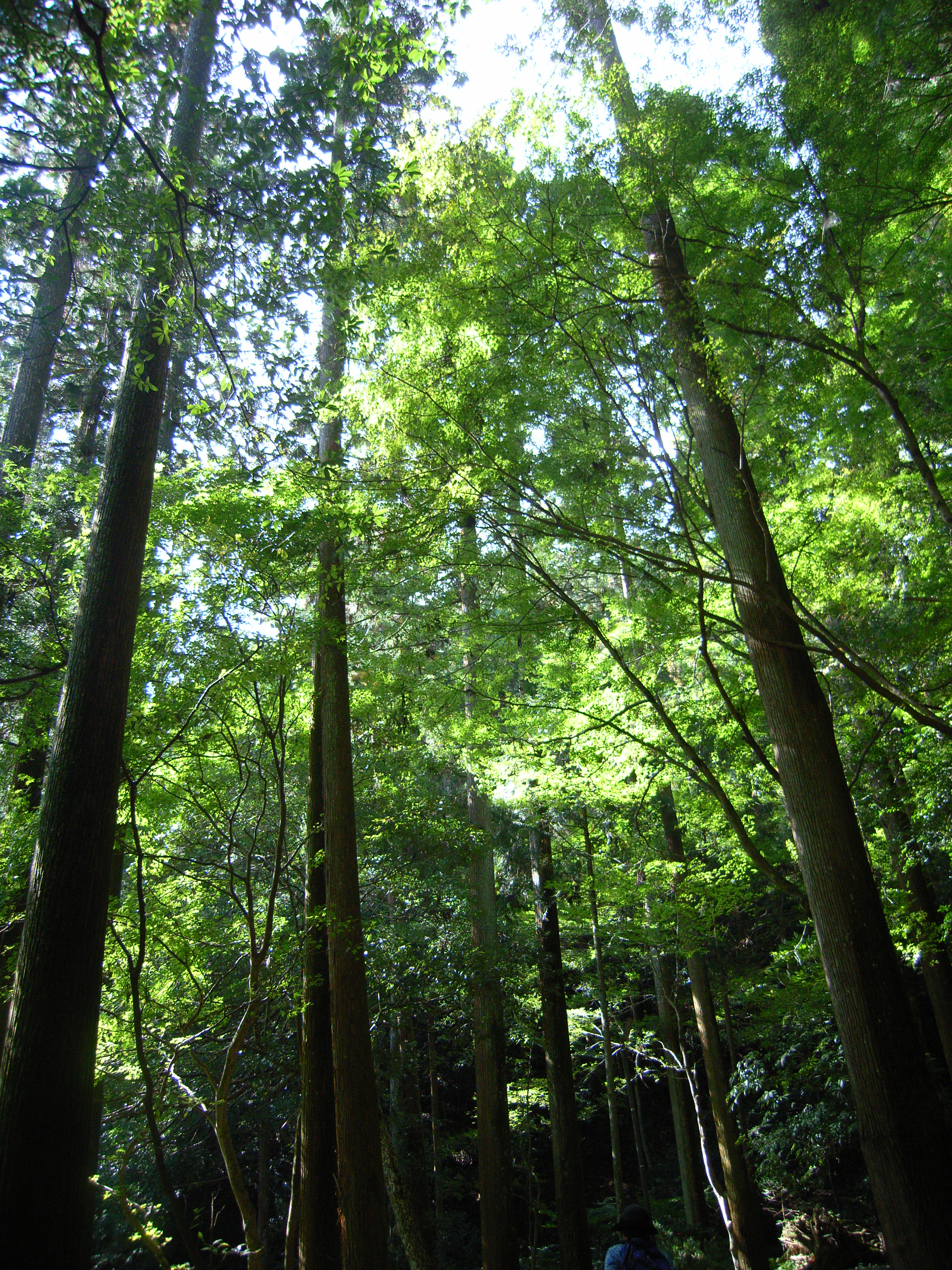 kurama (18).jpgのサムネール画像