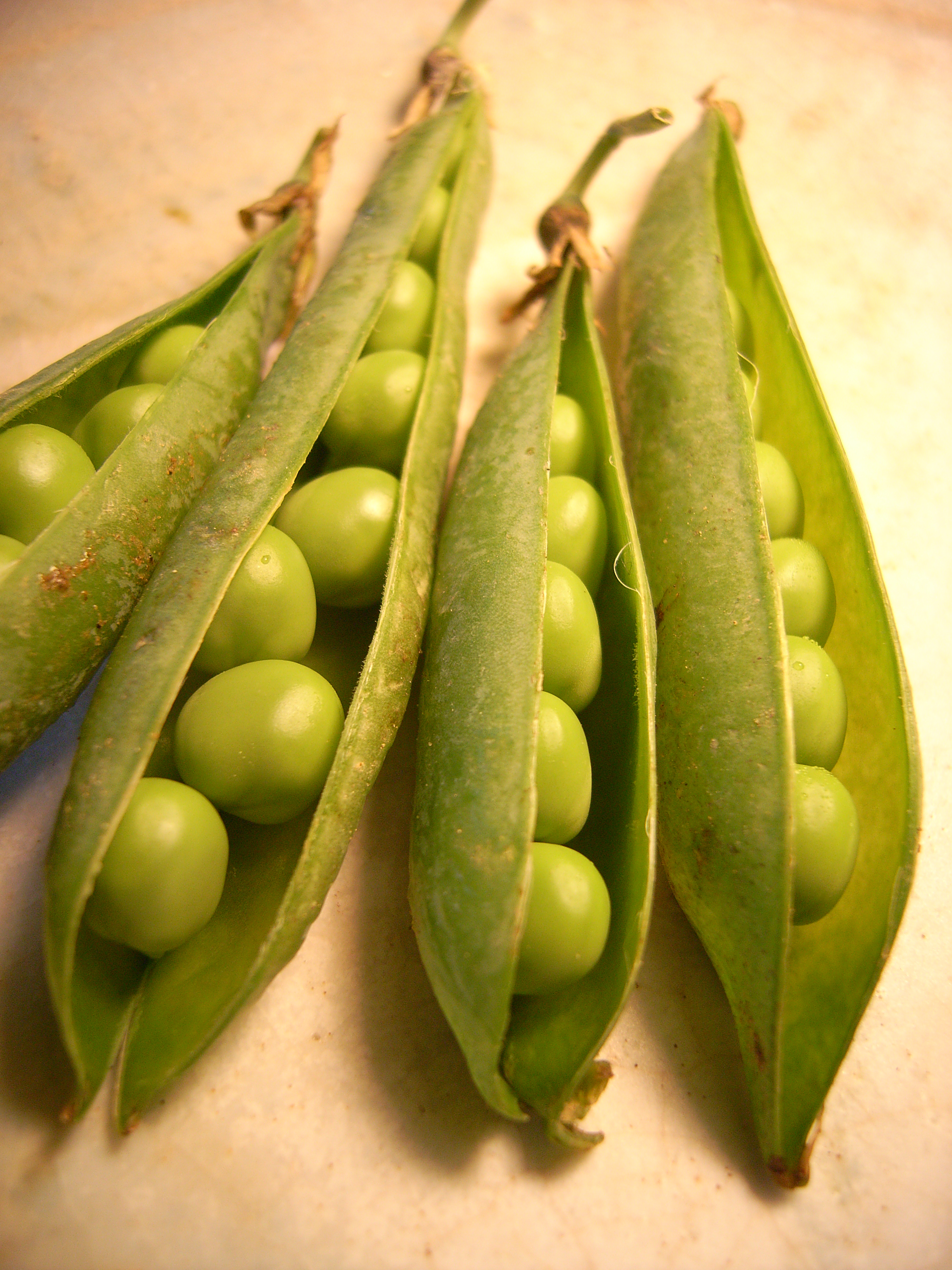 mame.jpgのサムネール画像