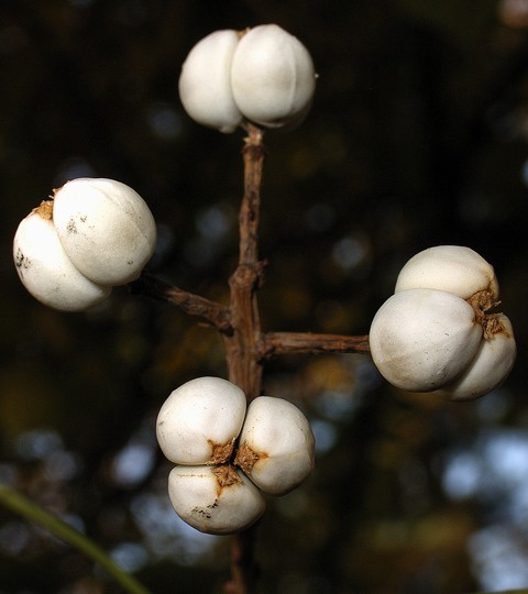 nankinhaze_mi_tane2.jpgのサムネール画像