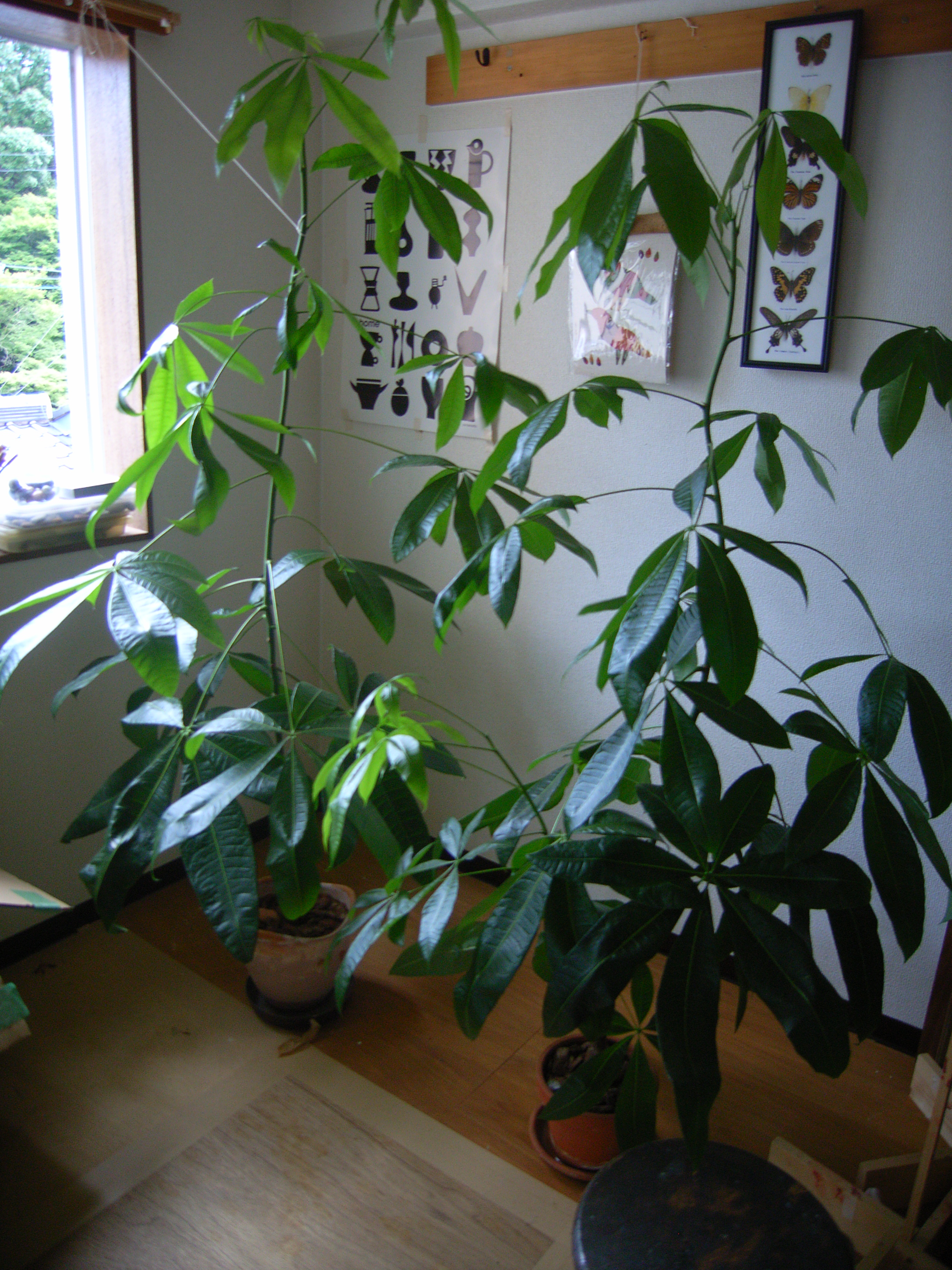 pakira (1).jpgのサムネール画像